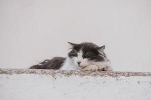 adulto gato en un ligero antecedentes de un ladrillo casa fuera de foto