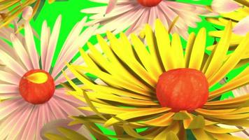 fiori verde schermo transizione 4k HD risoluzioneflowers video