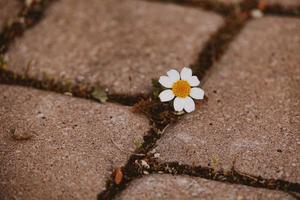 little daisy flower growing on the sidewalk between concrete slabs photo