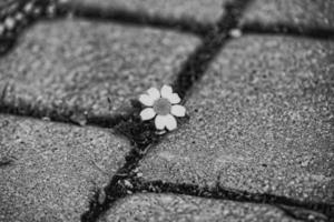 little daisy flower growing on the sidewalk between concrete slabs photo