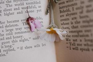 beautiful little spring flower daisy chamomile on the background of the old book photo