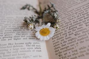 close-up beautiful little spring flower daisy chamomile on the background of the old book photo