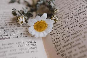 close-up beautiful little spring flower daisy chamomile on the background of the old book photo