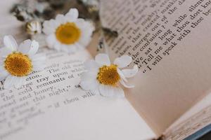 close-up beautiful little spring flower daisy chamomile on the background of the old book photo