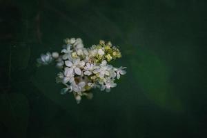 blanco lila flor en un antecedentes de verde hojas en un calentar primavera día foto