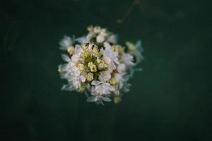 blanco lila flor en un antecedentes de verde hojas en un calentar primavera día foto