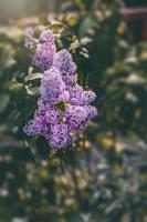 púrpura lila flor en un antecedentes de verde hojas en un calentar primavera día foto