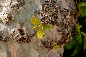 l bark of a plane tree close-up natural background photo