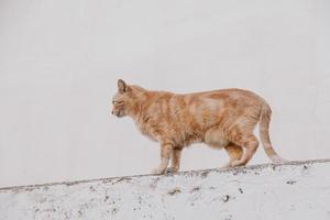 adulto gato en un ligero antecedentes de un ladrillo casa fuera de foto