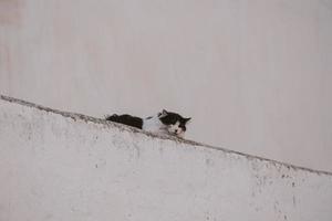 adult cat on a light background of a brick house outside photo