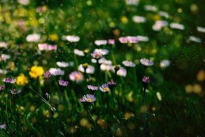 blanco margaritas en un verde prado en un calentar primavera día de cerca antecedentes foto