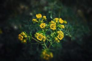 pequeño amarillo primavera flor en un antecedentes de un verde jardín de cerca foto