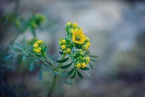 pequeño amarillo primavera flor en un antecedentes de un verde jardín de cerca foto