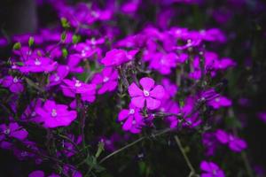 spring delicate purple flower among green leaves close-up forming the background photo