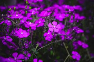 spring delicate purple flower among green leaves close-up forming the background photo