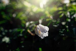 delicate white anemones among green leaves on a warm spring day in the forest photo