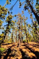 Trees in the forest photo