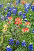 Springtime is a season of vibrant colors as the wildflowers Lupinus texensis and Castilleja bloom. photo