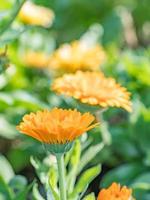 The orange daisy like flowers of calendula on a sunny day in spring. photo