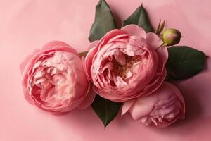 Top view photo of pink peony roses on isolated pastel pink background with copy space. Mother's Day celebration concept with