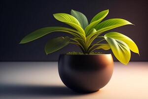 Houseplant in a pot on a dark background. 3d rendering photo