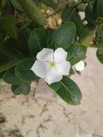 Nayantara flowers are blooming in the flower tree photo