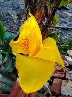 There are Yellow Kalabati flowers in the Kalabati flower tree photo