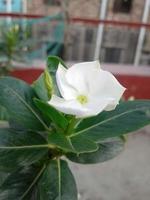 Nayantara flowers are blooming in the flower tree photo