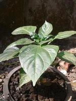 Green chillies cultivation on the chillies tree in a botanical garden photo