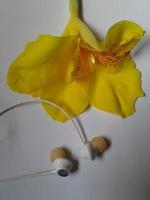 Bunch of yellow cala lilies isolated on white photo