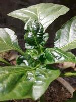 Green chillies cultivation on the chillies tree in a botanical garden photo