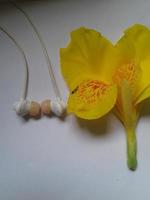 Bunch of yellow cala lilies isolated on white photo