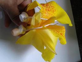 Bunch of yellow cala lilies isolated on white photo