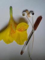 Bunch of yellow cala lilies isolated on white photo