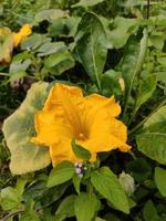 yellow pumpkin flower in nature botanical  garden photo