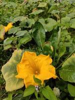 yellow pumpkin flower in nature botanical  garden photo