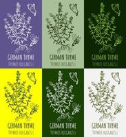 Set of vector drawings COMMON THYME in different colors. Hand drawn illustration. Latin name THYMUS VULGARIS L.