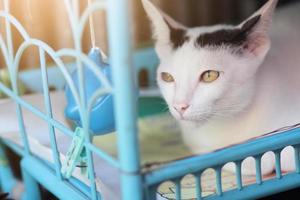 Kitten White cat sitting and enjoy on Blue basket with sunlight photo