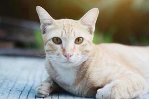 Orange cat sitting on the floor with sunlight in the garden photo