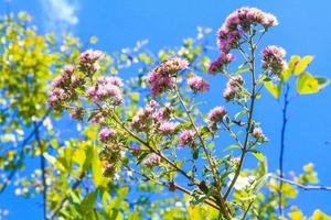 Beautiful wild wink flowers in forest with sunlight and blue sky on the mountain. photo