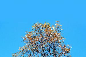 Beautiful shape of tree branch against blue sky. photo