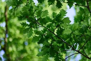 Oak leaves close-up, green spring tree crown sunlight photo