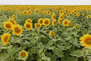 Bright yellow sunflower flower in the summer sunshine harvest season photo