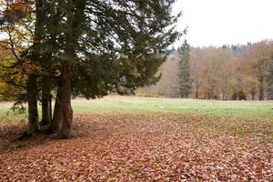 autumn landscape park forest fallen leaves tall trees fresh air photo