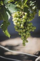 ripe big green grapes on the vine on a warm day photo