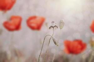 close-up r ed poppy in a spring meadow on a pastel background photo