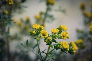 little yellow spring flower on a background of a green garden close-up photo