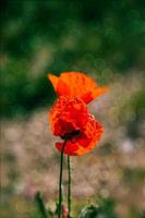 red poppy flowers on a background of a green meadow in the warm spring sunshine in close-up photo