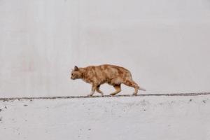 adult cat on a light background of a brick house outside photo