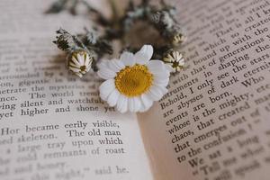 close-up beautiful little spring flower daisy chamomile on the background of the old book photo